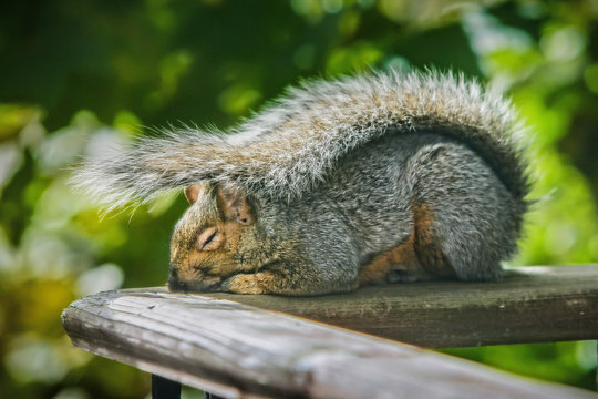 Sleeping squirrel under the sun