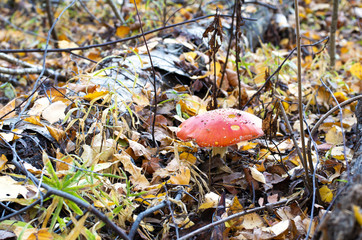 Amanita muscaria mushroom in autumn forest