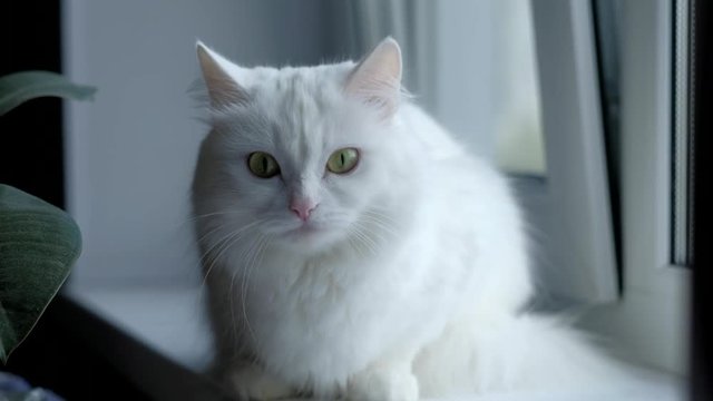 White cat with green eyes sitting near the window and looking into the camera. 4k