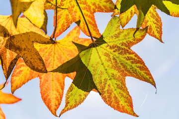 colorful autumn leaves isolated on blue sky background