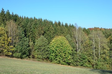 Fototapeta na wymiar Bunter Herbstwald am Hang im Erzgebirge