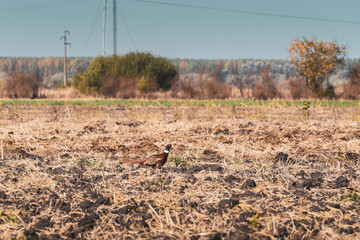 Phasan runs through the fields