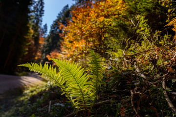 Wald-Frauenfarn vor bunten Wald im Herbst