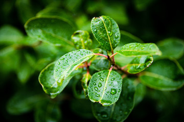 Water Droplets on Leaf