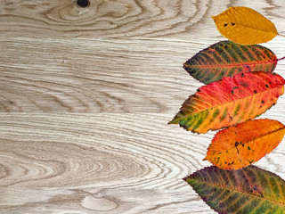 Autumn colorful leaves on wooden background with copyspace beside
