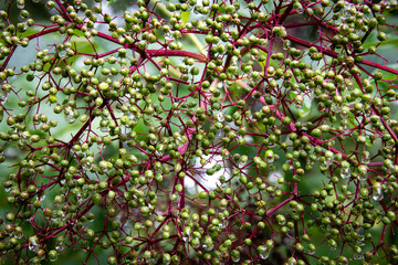 Beads on Trees