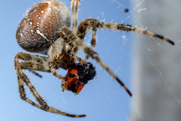 European Garden Spider eats ladybird