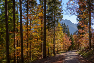 Buchen in Herbstfärbung mit Fichten in den Bergen