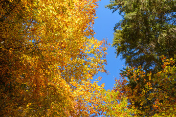 Buchen in Herbstfärbung mit Fichten in den Bergen