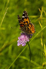 Ditelfalter