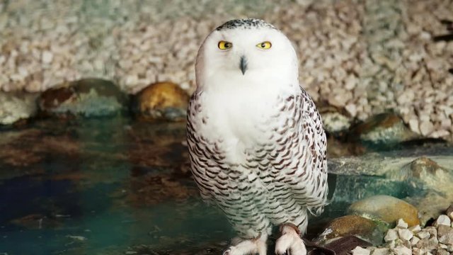 SAFARI PARK POMBIA, ITALY - JULY 7, 2018: close-up, white beautiful big owl with big yellow eyes.