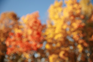 Abstract autumn forest blur background