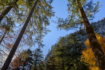 Obraz premium Herbstfärbung im Bergwald