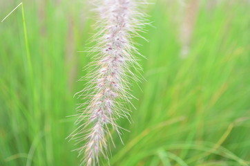 Grass