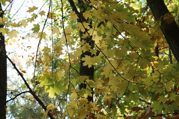  Autumn foliage striking in its multicolor