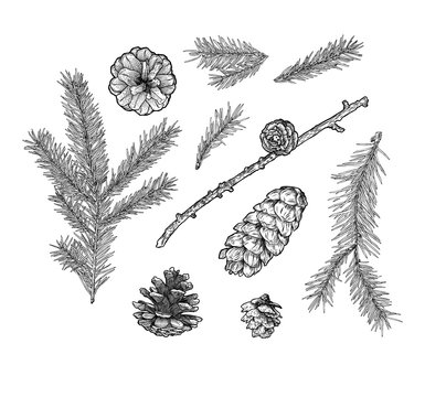 Pine cone pinecone set isolated on white background. Colorful hand drawn vector illustration.