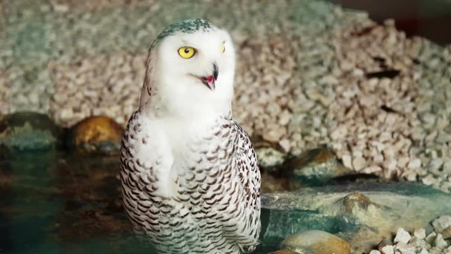 SAFARI PARK POMBIA, ITALY - JULY 7, 2018: close-up, white beautiful big owl with big yellow eyes.