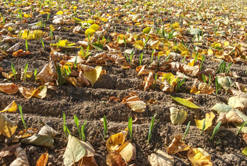  Leaves fallen in rows of young corn plants in endless field.