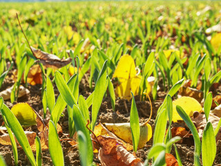 Green corn field within fall months. Agriculture background