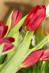 Bouquet of red tulip isolated on white background