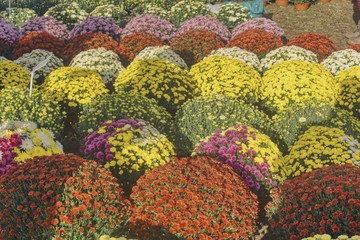 kwiaty w doniczkach, chryzantemy przygotowane do sprzedaży na święto zmarłych