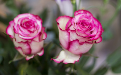Pink and white blooming roses gifrt with love