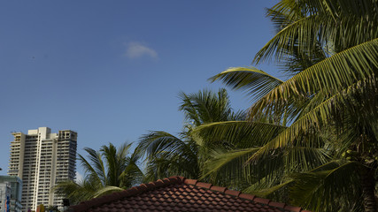 Fototapeta na wymiar Urban Vietnam palms 