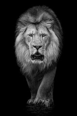 African Lion VII © Abeselom Zerit