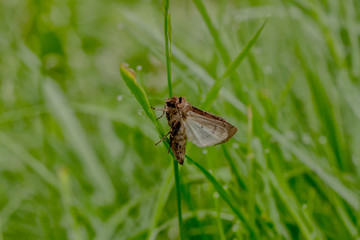 Gamma Eule