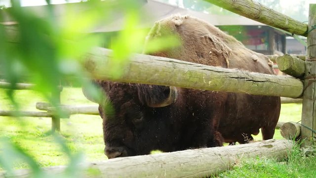 SAFARI PARK POMBIA, ITALY - JULY 7, 2018 behind a wooden railing, a large brown bison, its wool sheds into pieces. A swarm of flies flies around. summer hot day at the zoo