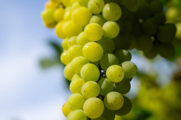 Trauben Herbst Ernte Weintrauben Tafeltrauben