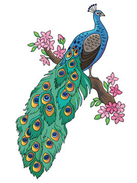 Peacock sitting on a flowering branch of magnolia isolated on a white background. Bird of paradise. Illustration Vector. Template.  Clipart. Close-up