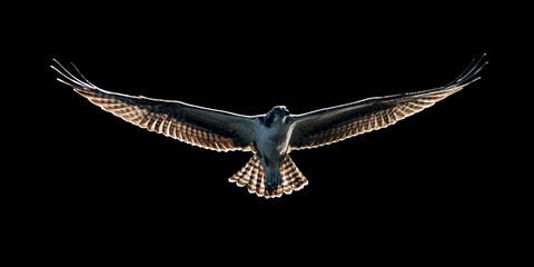 Osprey in Morning Light III