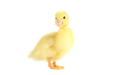 Little yellow duckling on white background