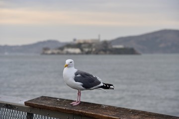 seagull in front of alcatraz