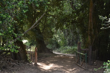 tranquera abierta de un camino rural
