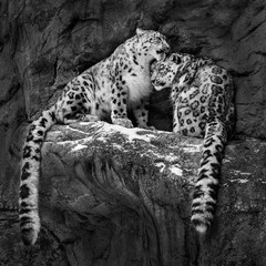 Snow Leopard Pair IV © Abeselom Zerit