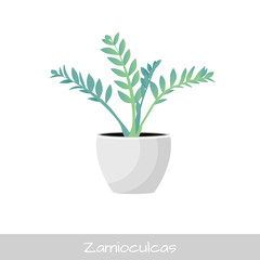 Vector Illustration. Plant in pot. Zamioculcas flower. Flat style