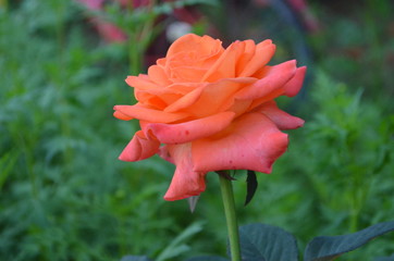 Beautiful Flowers in Garden