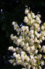 White Yucca filamentosa bush flowers in park, close up.