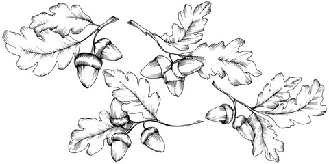 Vector autumn oak leaves. Leaf plant botanical garden floral foliage. Isolated illustration element. Vector leaf for background, texture, wrapper pattern, frame or border. - obrazy, fototapety, plakaty