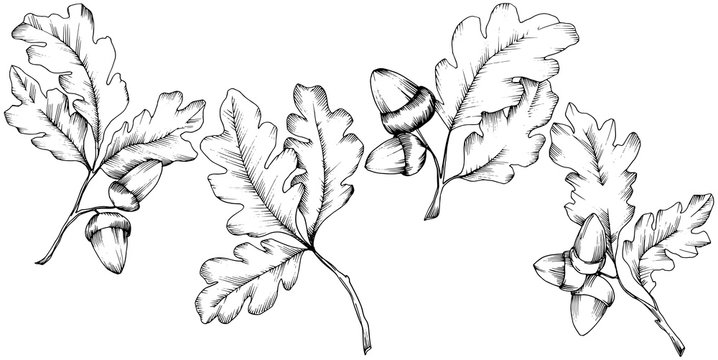 Vector autumn oak leaves. Leaf plant botanical garden floral foliage. Isolated illustration element. Vector leaf for background, texture, wrapper pattern, frame or border.