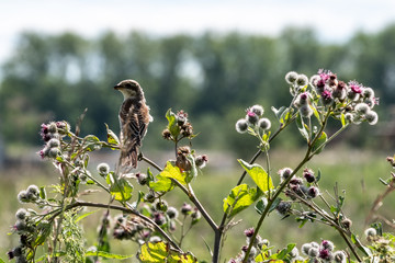 Sparrow-like bird sitting on the grass burdock looks to the left, but the bird of prey in search