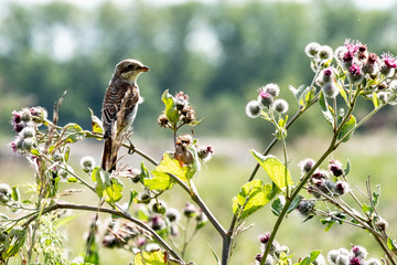 Sparrow-like bird looking into the distance sitting on a high grass burdock, in the background blue sky