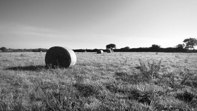Field of round haystacks. Camera traveling and take off. The sun is shining. 4K UHD aerial footage. Black and white scenery.