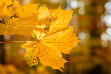 Ahorn Blatt im Herbst am baum