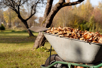 Autumn leaves in a wheelbarrow with a rake and gloves on a sunny day in autumn