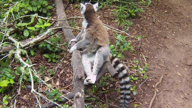 A ringtail lemur of Madagascar sitting on a tree in nature in Africa.