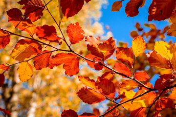 Blätter am Zweig der Buche im Herbst