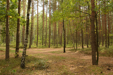 Forest junction between trees in czech Machuv kraj region on 28th September 2018